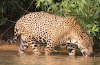 pantanal jaguar by Roger Day